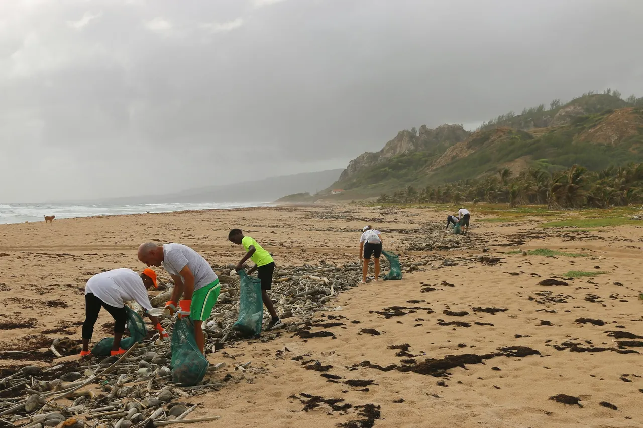 Volunteers filling reusable sacks with litter along a sandy beach in Barbados.