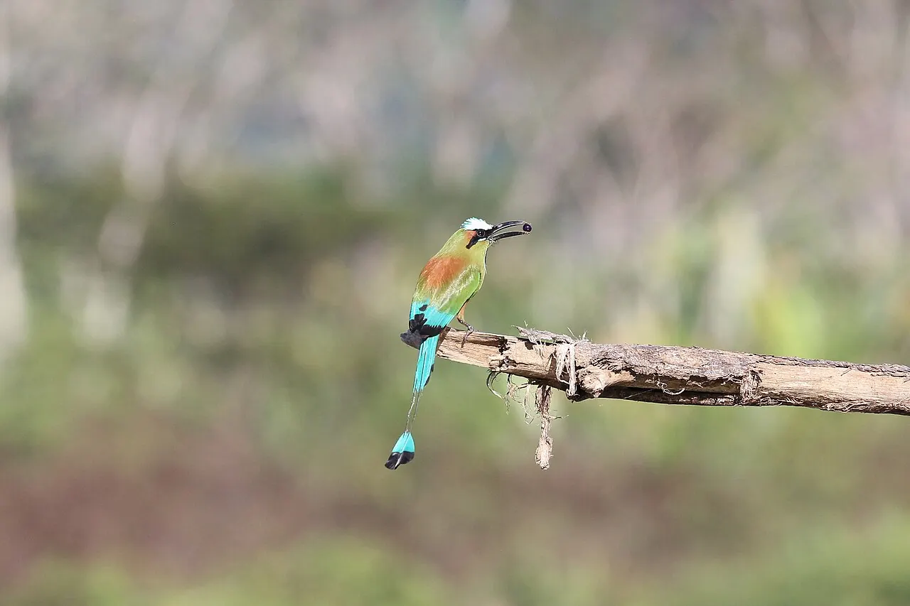 Turquoise-browed motmot perched on a branch near the Tárcoles River