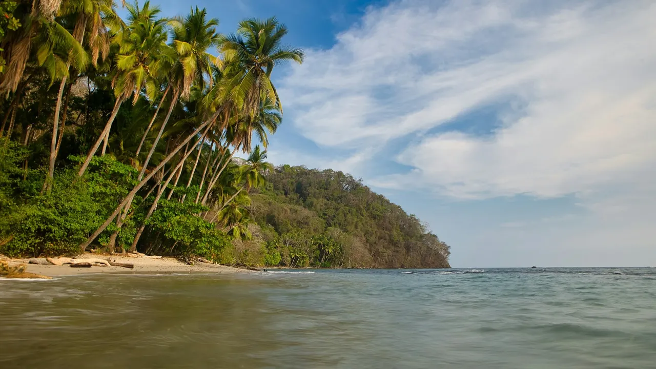Palm trees leaning toward the water along a beach identified by the photographer as Santa Teresa.