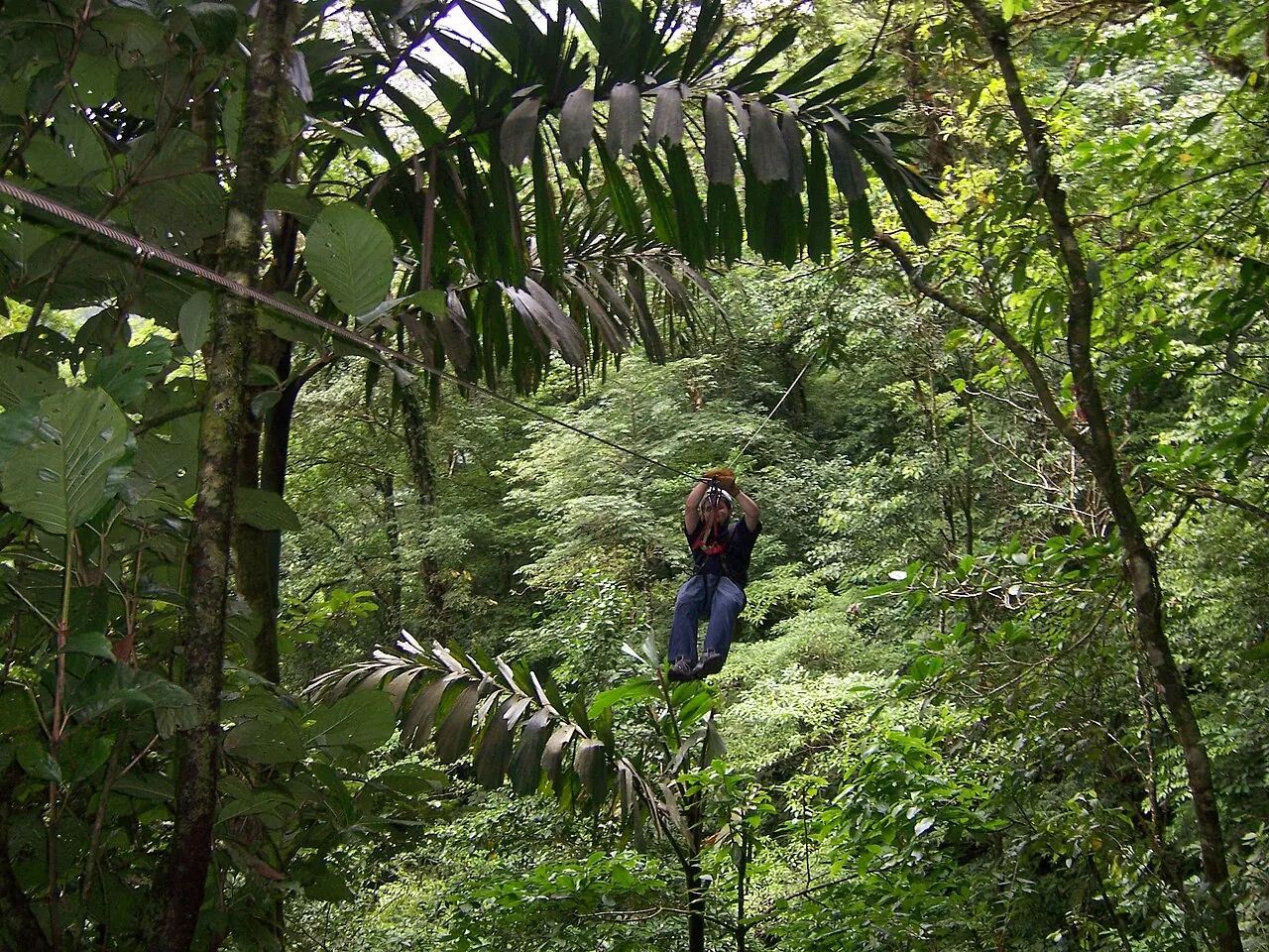 A visitor ziplining through dense green rainforest at Canopy San Lorenzo